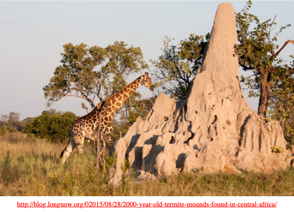 Africa termite mound.png